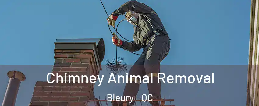 Chimney Animal Removal Bleury - QC