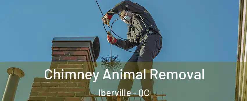 Chimney Animal Removal Iberville - QC