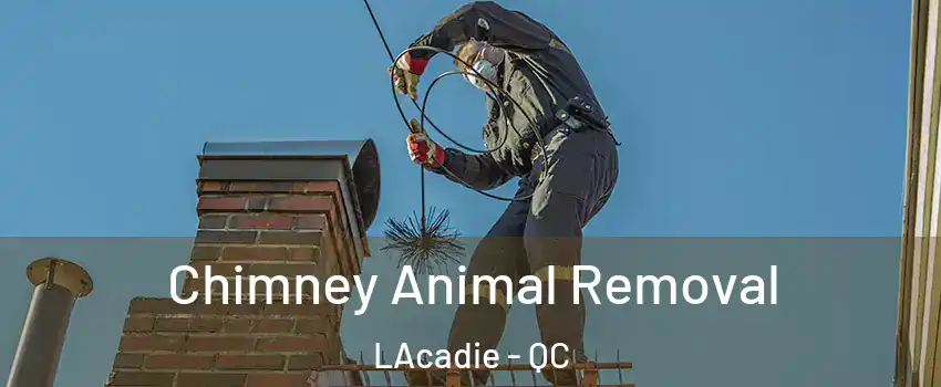 Chimney Animal Removal LAcadie - QC