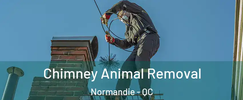 Chimney Animal Removal Normandie - QC