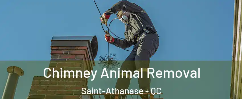 Chimney Animal Removal Saint-Athanase - QC