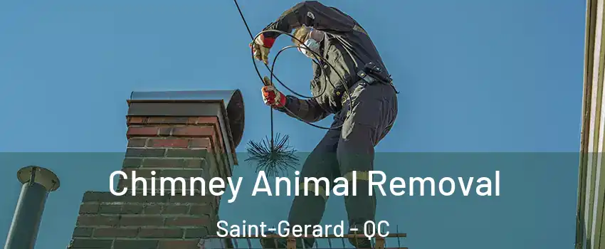 Chimney Animal Removal Saint-Gerard - QC