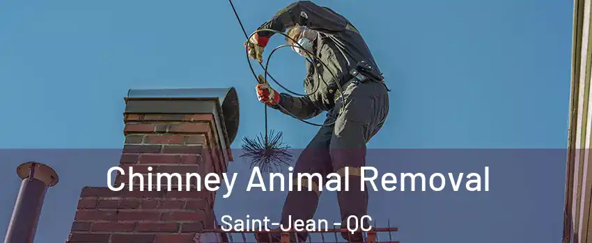 Chimney Animal Removal Saint-Jean - QC