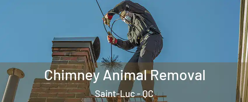 Chimney Animal Removal Saint-Luc - QC